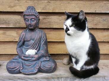 Eine schwarz-weiße Katze sitzt ruhig neben einer heiteren Buddha-Statue, die einen kleinen weißen Gegenstand hält. Der rustikale Holzhintergrund unterstreicht die friedliche Atmosphäre.