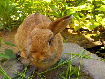 Ein niedliches braunes Kaninchen sitzt auf einem Baumstumpf, umgeben von grünen Pflanzen und Gras, genießt die Sonne in einem üppigen Garten und schaut neugierig in die Kamera.