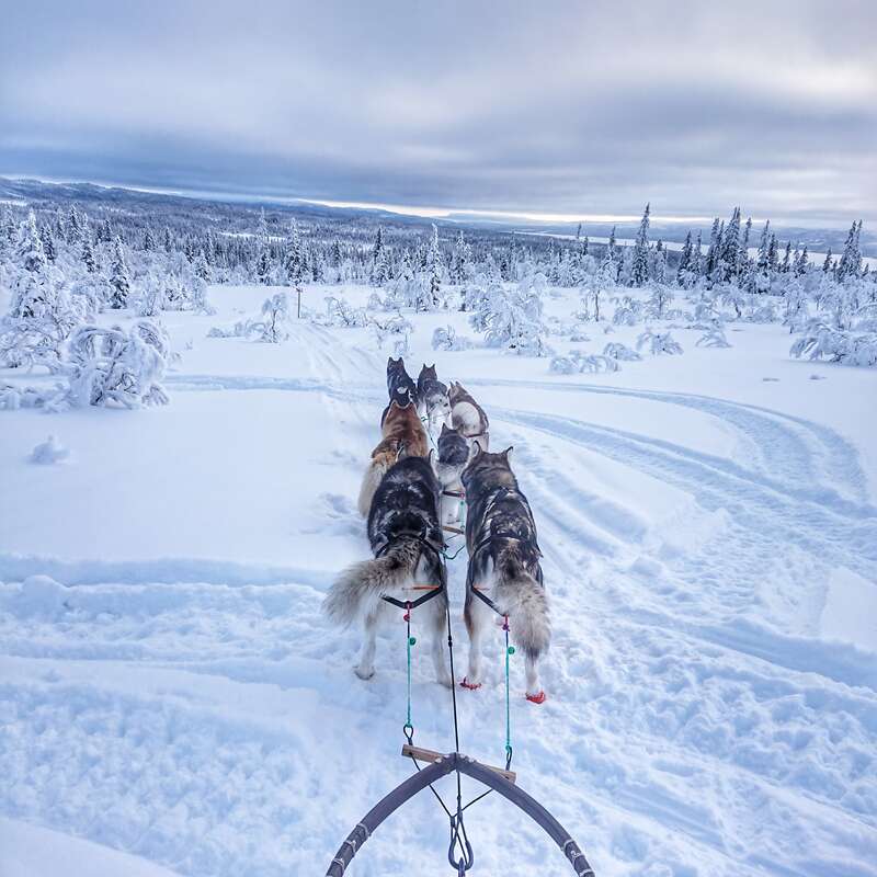The image depicts a dog sled team traversing a snowy landscape, with the sled\'s front visible at the bottom of the frame, surrounded by trees and a cloudy sky.
