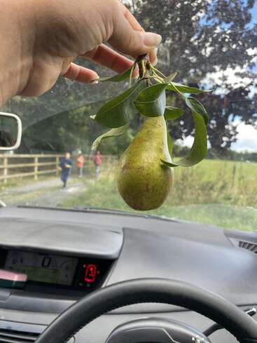 Una mano sostiene una pera fresca con hojas verdes en el interior de un coche. En el exterior, a través del parabrisas se ve un camino rural, una valla de madera y gente caminando a lo lejos.
