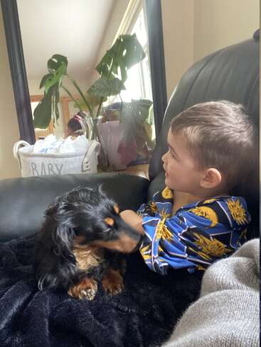 Un niño pequeño en pijama azul se sienta en un sofá negro, acariciando suavemente a un pequeño perro negro y marrón. En el fondo hay plantas y una cesta.