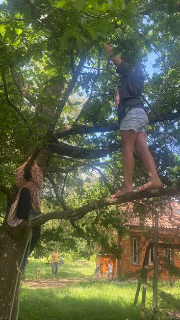 Dos niños trepan y juegan en un gran árbol frondoso, mientras otros y un adulto disfrutan de un día soleado al aire libre, cerca de una casa de madera y de la hierba verde.