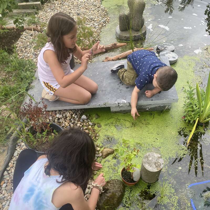 Tres niños exploran un pequeño estanque, observando con curiosidad y señalando el agua y las plantas. Están rodeados de rocas, vegetación y una vibrante naturaleza al aire libre.