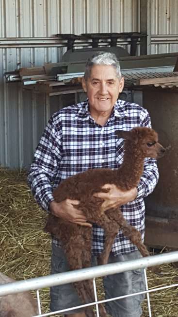 The image depicts an older man cradling a brown alpaca in a barn setting, surrounded by hay and metal walls, conveying a sense of warmth and connection.