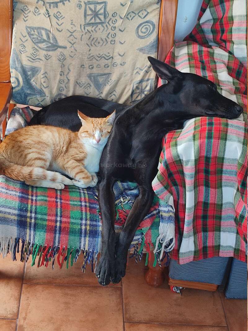 A ginger cat and a black dog are cuddled together, peacefully sleeping on a colorful, cozy chair covered with plaid and patterned blankets. Pure friendship.