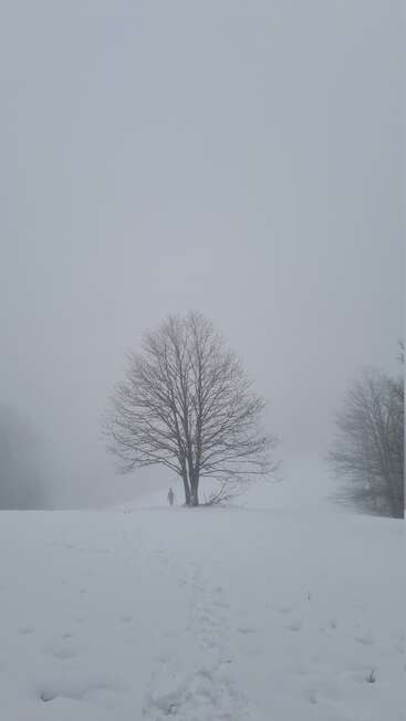 Un arbre solitaire et dépourvu de feuilles se dresse dans un paysage enneigé et brumeux. Des empreintes de pas mènent vers lui, et une silhouette solitaire est visible sous les branches nues de l'arbre.