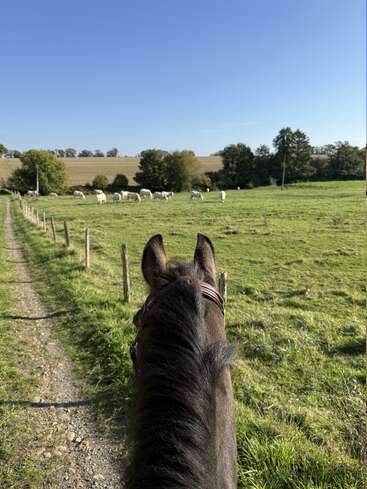Viewed from horseback, a scenic countryside path runs alongside a green field with grazing cows under a clear blue sky, surrounded by trees and farmland.