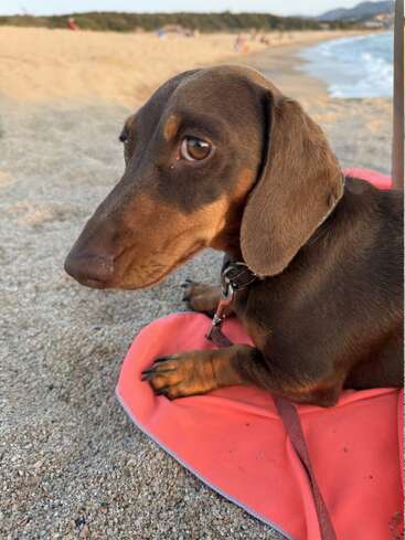 A brown dachshund relaxes on a red mat at the beach, gazing thoughtfully at the camera. Sandy shore, distant people, and sea in the background.