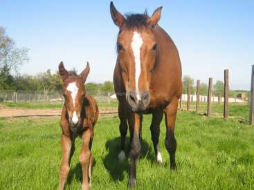 The image depicts a brown horse and its foal standing in a grassy field, with a fence and trees visible in the background.