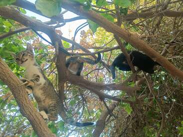 Drei verspielte Katzen klettern in einem verworrenen Baum, der von grünen und braunen Blättern umgeben ist. Das Sonnenlicht fällt durch die Äste und schafft eine abenteuerliche Szene über ihnen.