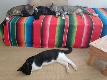 Quatro gatos estão cochilando tranquilamente. Três gatos descansam em um cobertor listrado colorido em cima de um sofá, enquanto um gato preto e branco dorme no carpete abaixo. Uma cena aconchegante.