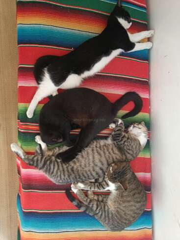 Quatro gatos estão dormindo tranquilamente em um cobertor listrado colorido. Dois deles são malhados, um é preto e um é preto e branco, todos aconchegadamente entrelaçados.