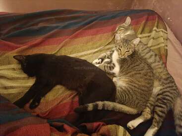 Três gatos estão aninhados juntos em um cobertor listrado colorido. Um gato preto está dormindo, enquanto dois gatos malhados se abraçam e relaxam ao lado dele.