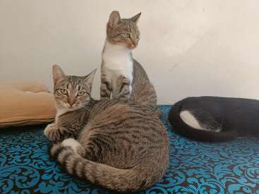 Dois gatos malhados estão sentados juntos em uma superfície com padrão azul, um deitado e o outro sentado na vertical. Outro gato preto está próximo, parcialmente visível.