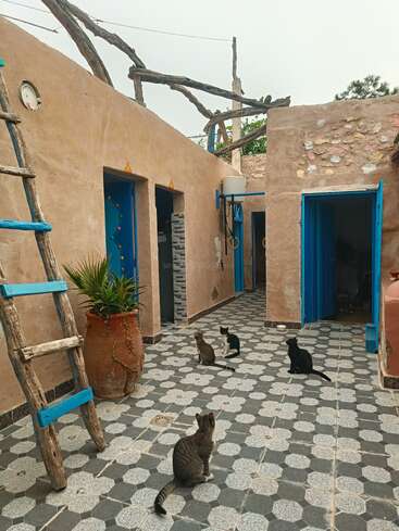 Cette image montre une cour rustique avec des carreaux à motifs, quatre chats assis, une échelle en bois, un grand pot en terre cuite avec une plante, et des portes bleues sur des bâtiments en pierre usés par le temps.