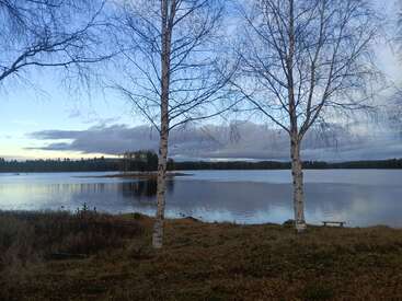 Dos abedules sin hojas se alzan en una orilla cubierta de hierba, con vistas a un lago en calma. El cielo está parcialmente nublado y refleja sutiles colores en las tranquilas aguas. Ambiente apacible.