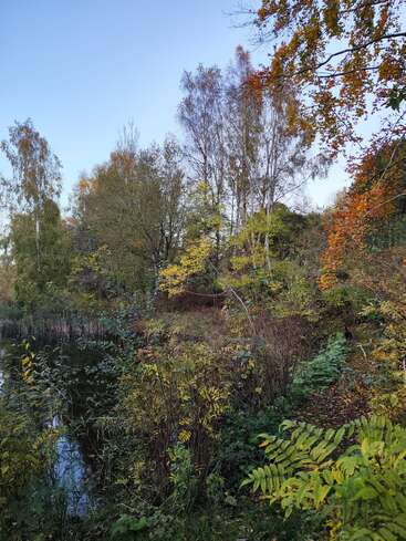 Eine ruhige, herbstliche Waldszene mit leuchtendem Laub in Grün-, Gelb- und Orangetönen. Ein ruhiger Teich spiegelt die Bäume in der Nähe unter einem klaren, hellblauen Himmel. Friedliche Atmosphäre.