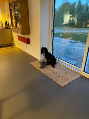 Ein schwarzer Hund sitzt auf einer Matte in einem modernen Haus, in der Nähe eines großen Fensters, neben einem Schuh und blickt ruhig nach draußen.