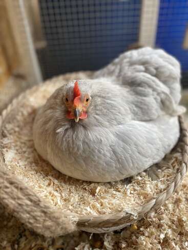 Un pollo gris claro y esponjoso se sienta cómodamente en un nido redondo y tejido lleno de virutas de madera, mirando directamente a la cámara dentro de su gallinero.