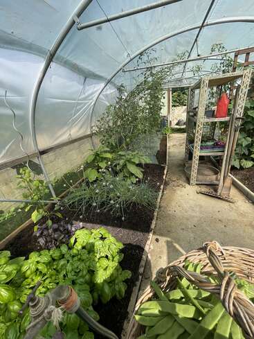 Dentro de un invernadero, crecen exuberantes plantas de albahaca, cebollino y tomate en bancales elevados. Las estanterías albergan los utensilios de jardinería. Una cesta de mimbre contiene judías verdes recién cosechadas.