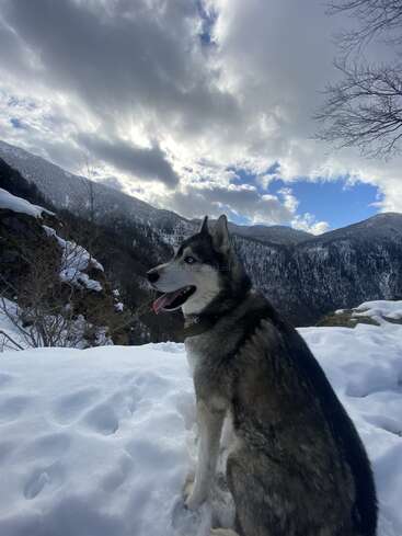 Un husky siberiano está sentado en un terreno nevado, rodeado de montañas invernales y nubes espectaculares. El perro parece alerta y feliz, disfrutando del impresionante y frío paisaje.