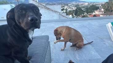 Zwei Hunde befinden sich auf einer Dachterrasse mit einem malerischen Blick auf eine weit entfernte Stadt und die Hügel. Ein Hund sitzt dicht beieinander, der andere scheint sich zu kratzen.