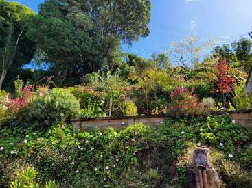 Um jardim exuberante repleto de diversas plantas verdes, arbustos e flores desabrochando sob a luz do sol, com árvores altas e um céu azul claro ao fundo.