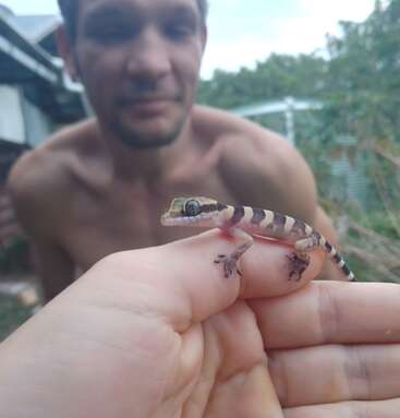 A shirtless man is in the background, out of focus. In the foreground, a hand gently holds a small, striped gecko, highlighting its details.