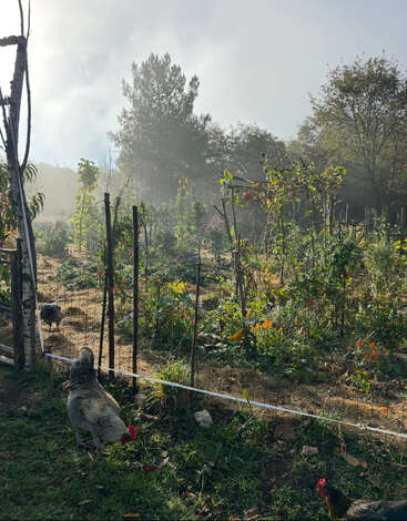 Morning sunlight filters through mist above a lush vegetable garden. Chickens wander near the fence, surrounded by green plants, tall trees, and peaceful countryside tranquility.