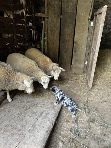 In a rustic barn, three curious sheep closely inspect a small, spotted puppy standing on a wooden ramp, surrounded by hay and wooden walls.