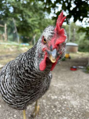 A black-and-white striped chicken stands on a gravel path, its red comb prominent and face close to the camera, with trees and a farm background behind.