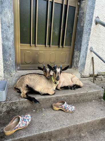 Two young goats cuddle together on concrete steps in front of a closed door. Nearby, a pair of colorful floral clogs rests on the ground.