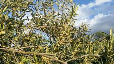La imagen representa un árbol con hojas y ramas verdes, con un grupo de objetos pequeños y redondos, que probablemente representan un árbol o un arbusto, con un fondo de vegetación y un cielo despejado.