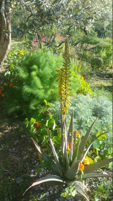 La imagen representa una vibrante escena de jardín, con una gran planta de aloe vera de flores amarillas, rodeada de exuberante vegetación y otras plantas, bañada por la luz del sol.
