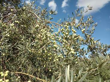 Olive branches laden with green olives stretch towards a bright blue sky, scattered with fluffy white clouds, creating a natural and vibrant Mediterranean landscape scene.