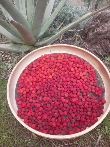 A large shallow basket filled with small, round red berries rests on the ground. Behind it, a spiky agave plant and greenery are visible.
