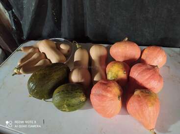 Sobre una mesa, hay varias calabazas butternut, dos calabazas verdes y seis calabazas naranjas, dispuestas ordenadamente sobre un fondo oscuro, mostrando la cosecha de otoño.