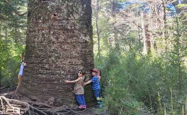 Three children hug a massive, ancient tree trunk in a sunlit forest. Lush greenery surrounds them, highlighting the immense size of the tree compared to the kids.