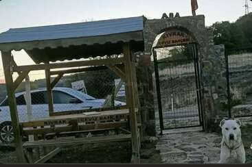 Una entrada de piedra con un cartel que dice «Kıvrak Ceviz Bahçesi», una zona de descanso de madera, un coche aparcado, un patio vallado y un perro blanco sentado fuera.