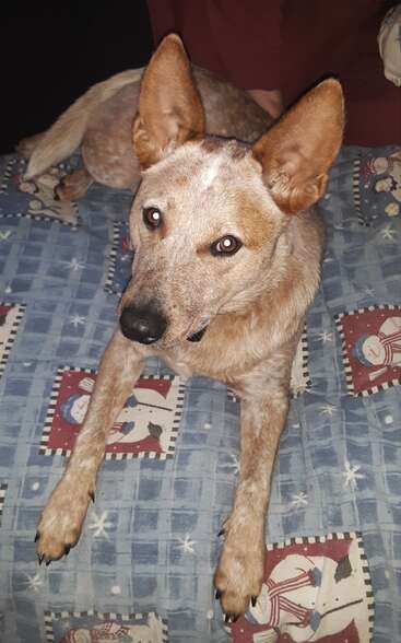 The image features a dog with light-brown fur and large ears, lying on a blue blanket with a snowman pattern, gazing up at the camera.