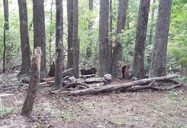 The image depicts a wooded area with trees and underbrush, featuring a clearing with a large tree stump and a pile of branches, surrounded by a grassy area with scattered leaves.