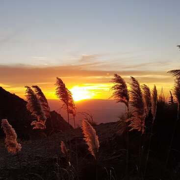 Golden pampas grass sways gently in the breeze against a breathtaking sunset, lighting the sky with warm hues of orange, yellow, and soft blue tones.