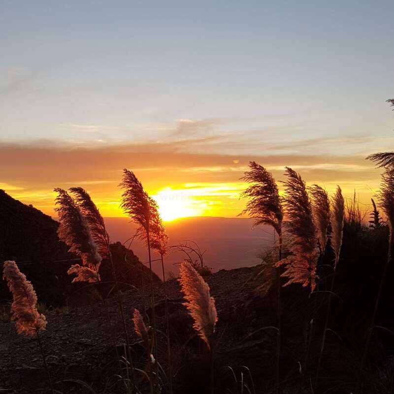Golden pampas grass sways gently in the breeze against a breathtaking sunset, lighting the sky with warm hues of orange, yellow, and soft blue tones.