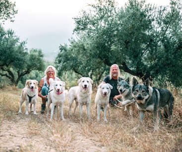 A smiling couple poses in an olive grove, surrounded by seven dogs of various breeds. The scene is bright, natural, and full of warmth and happiness.