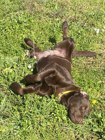 Un chien brun chocolat portant un collier jaune est couché sur le dos dans l'herbe verte, se prélassant au soleil, l'air satisfait, détendu, profitant de la lumière extérieure.