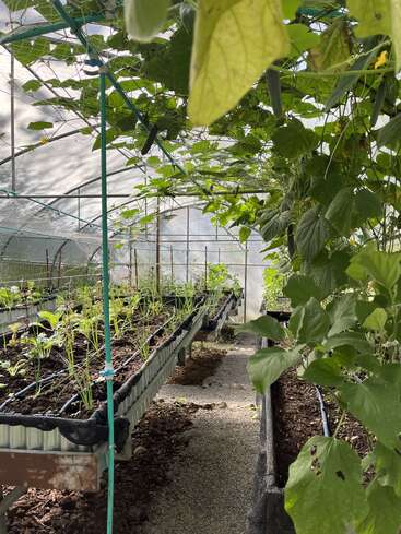 This image shows a greenhouse with raised beds of various green plants growing. Sunlight filters through the roof, creating a bright and healthy gardening environment.