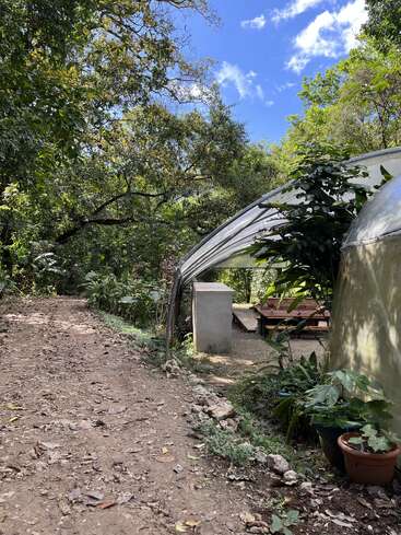 A dirt path winds through lush green forest. A greenhouse structure is partially visible, surrounded by potted plants. Bright blue sky with scattered clouds overhead.