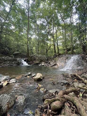 A serene forest scene with tall green trees, a small flowing stream with rocks, and gentle waterfalls, surrounded by lush vegetation and exposed tree roots.