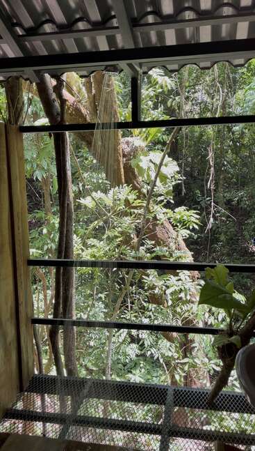 This image shows an outdoor shower with a metal grate floor, surrounded by lush green tropical forest, trees, and sunlight filtering through the dense foliage.