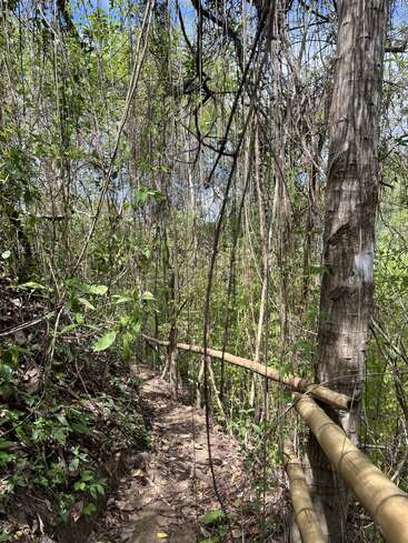 A narrow dirt path winds through dense, green jungle foliage. Tall trees, hanging vines, and a bamboo handrail line the rugged, sun-dappled trail.